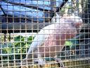 Cockatoo which I petted despite the warnings and my fingers are still intact.