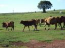 Cows
