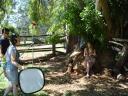 Figtree scene