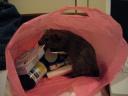 Getting into mischief