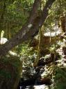 The Rainforest Floor