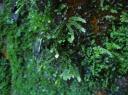 Moss